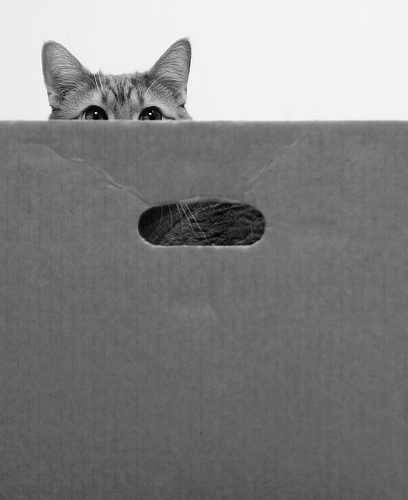 cat in box