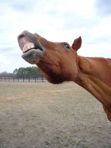 horse