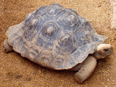 tortoise